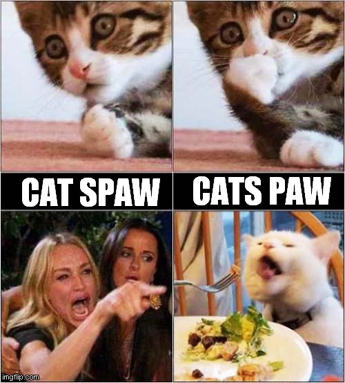 Woman Yelling At Cat About Paws | CATS PAW; CAT SPAW | image tagged in woman yelling at cat,cats,paws,frontpage | made w/ Imgflip meme maker
