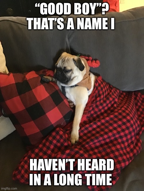 Remaking an old meme with my drunk-azz looking pug | “GOOD BOY”? THAT’S A NAME I; HAVEN’T HEARD IN A LONG TIME | image tagged in pugs,cute puppy | made w/ Imgflip meme maker