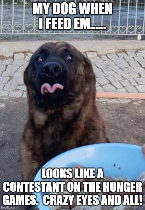 Hungry doggo | MY DOG WHEN I FEED EM...... LOOKS LIKE A CONTESTANT ON THE HUNGER GAMES.  CRAZY EYES AND ALL! | image tagged in hungry doggo | made w/ Imgflip meme maker