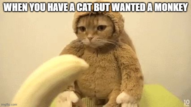 Monkey Cat | WHEN YOU HAVE A CAT BUT WANTED A MONKEY | image tagged in monkey cat | made w/ Imgflip meme maker