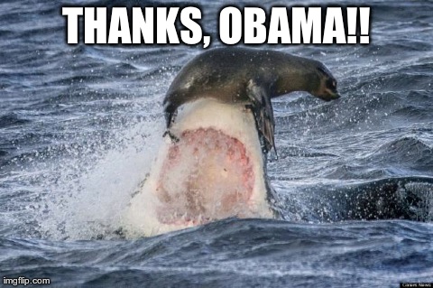 image tagged in funny,sharks,seal | made w/ Imgflip meme maker