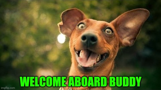 excited dog are you here yet | WELCOME ABOARD BUDDY | image tagged in excited dog are you here yet | made w/ Imgflip meme maker