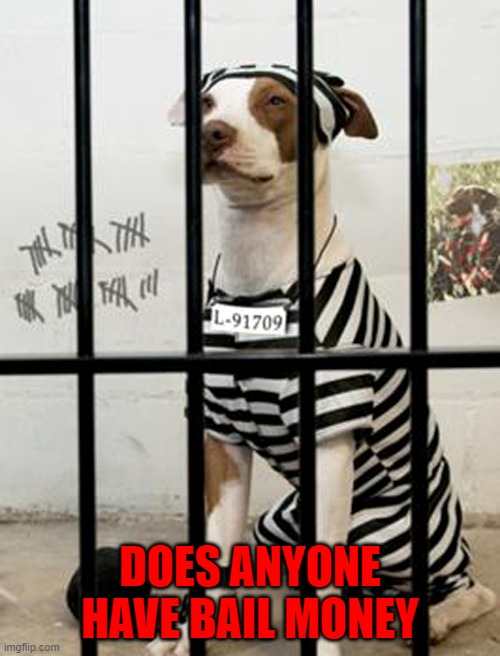 I needs my freedom!!! | DOES ANYONE HAVE BAIL MONEY | image tagged in dog in jail,memes,dogs,animals | made w/ Imgflip meme maker