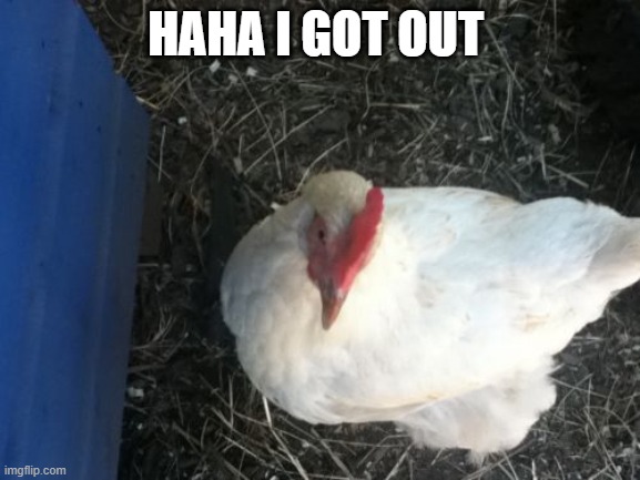 Angry Chicken Boss | HAHA I GOT OUT | image tagged in memes,angry chicken boss | made w/ Imgflip meme maker