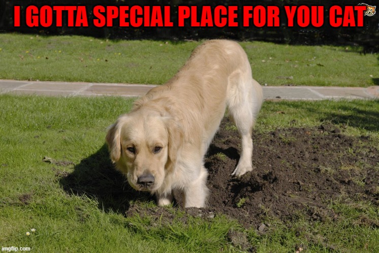 I GOTTA SPECIAL PLACE FOR YOU CAT | made w/ Imgflip meme maker