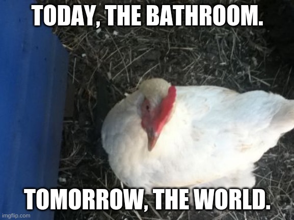 Angry Chicken Boss Meme | TODAY, THE BATHROOM. TOMORROW, THE WORLD. | image tagged in memes,angry chicken boss | made w/ Imgflip meme maker