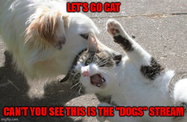 Intruder alert!!! | LET'S GO CAT; CAN'T YOU SEE THIS IS THE "DOGS" STREAM | image tagged in dogs vs cats,dogs,memes,animals,cats | made w/ Imgflip meme maker