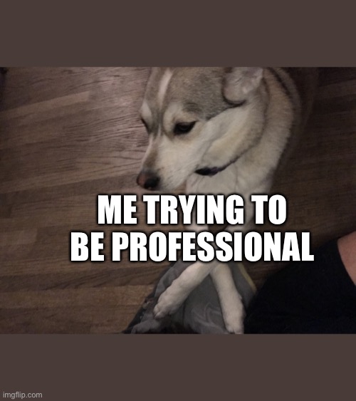Boss dog | ME TRYING TO BE PROFESSIONAL | image tagged in boss dog | made w/ Imgflip meme maker