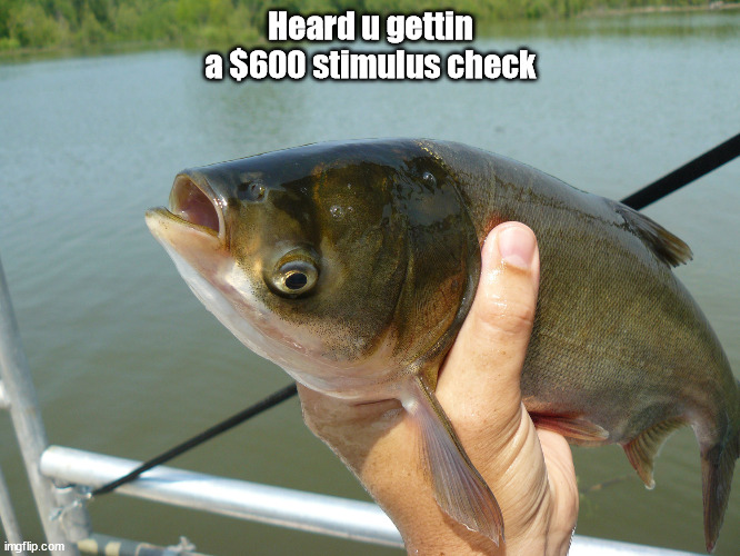 Stimulus Fish | Heard u gettin a $600 stimulus check | image tagged in stimulus,covid,carp | made w/ Imgflip meme maker