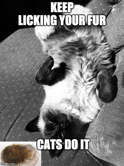 Gritty Cat is Not Your Fur Baby |  KEEP LICKING YOUR FUR; CATS DO IT | image tagged in gritty cat is not your fur baby | made w/ Imgflip meme maker