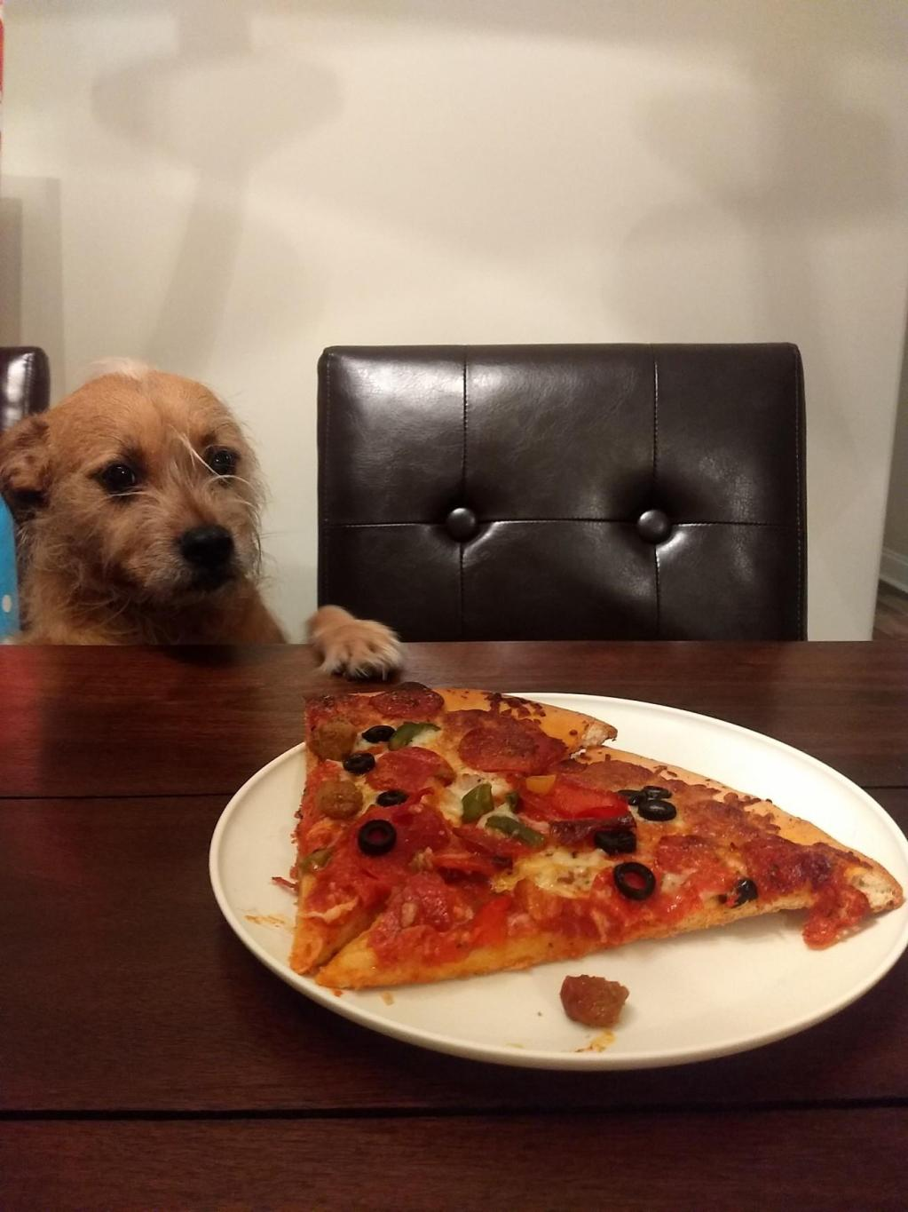 High Quality Pizza Dog Blank Meme Template