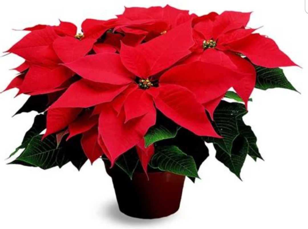 Poinsettia Blank Meme Template