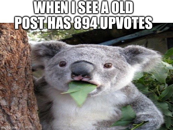 894! Can u believe that! | WHEN I SEE A OLD POST HAS 894 UPVOTES | image tagged in surprised koala | made w/ Imgflip meme maker