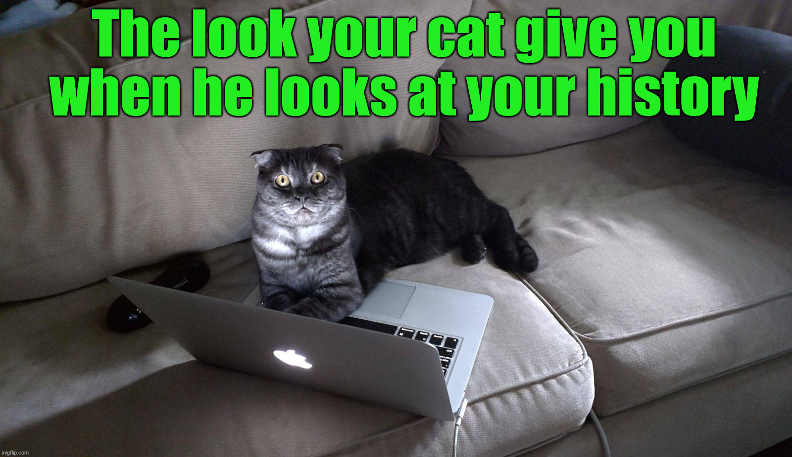 The look your cat give you when he looks at your history | image tagged in cats | made w/ Imgflip meme maker