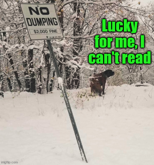 Lucky for me, I can't read | image tagged in dogs | made w/ Imgflip meme maker