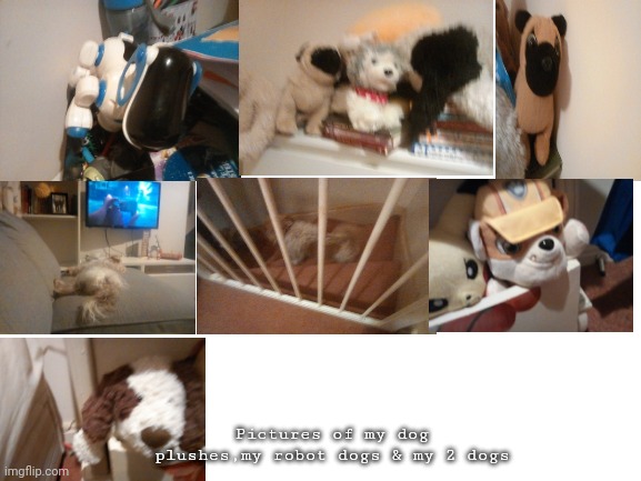 I wish I could post this in the Dogs stream,but I don't have a verified email. | Pictures of my dog plushes,my robot dogs & my 2 dogs | image tagged in blank white template,y | made w/ Imgflip meme maker