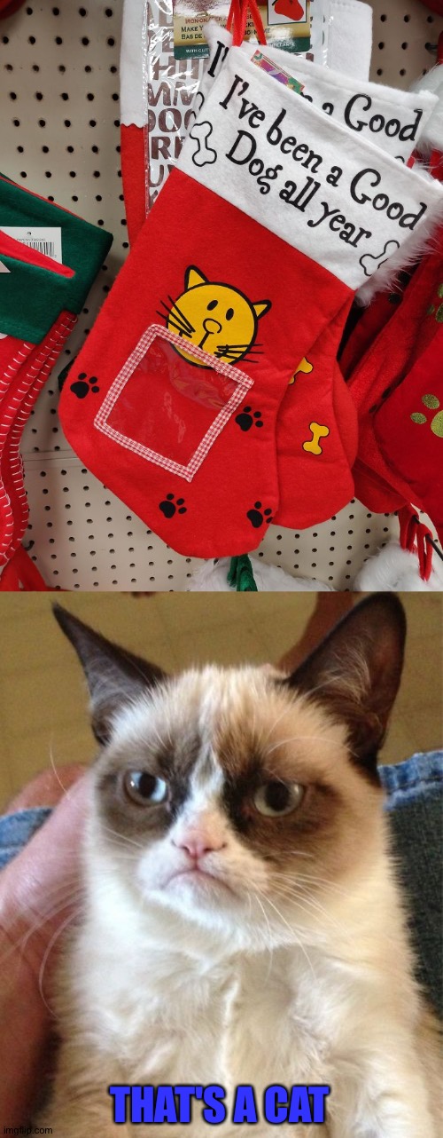 How is this a dog? | THAT'S A CAT | image tagged in memes,grumpy cat | made w/ Imgflip meme maker