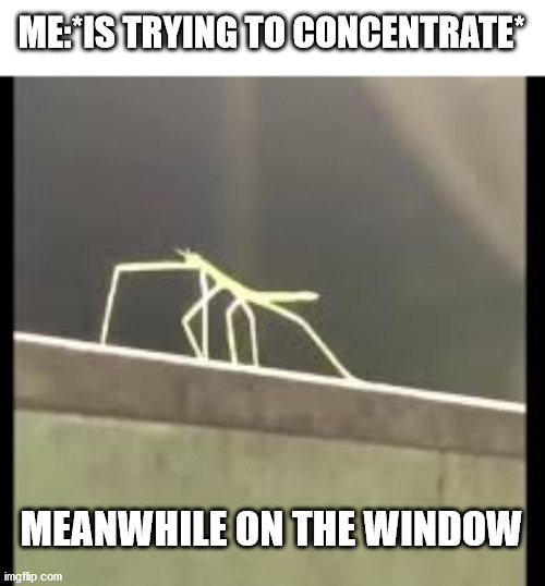 CONCENTRATION -100 | ME:*IS TRYING TO CONCENTRATE*; MEANWHILE ON THE WINDOW | image tagged in stickbug | made w/ Imgflip meme maker