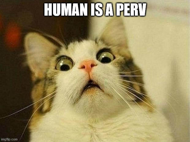 frightened cat | HUMAN IS A PERV | image tagged in frightened cat | made w/ Imgflip meme maker