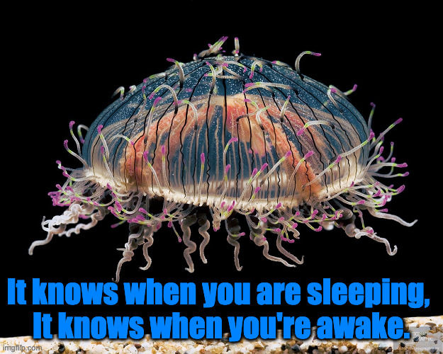 It Knows | It knows when you are sleeping, 
It knows when you're awake. | image tagged in brain,jelly,omniscient | made w/ Imgflip meme maker