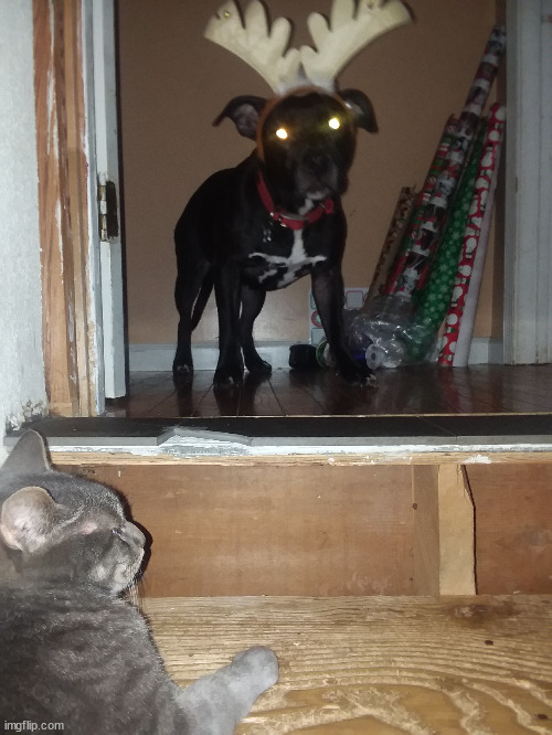 Reindeer Dog & Cat | image tagged in cat,dog,reindeer,christmas,basement,stairs | made w/ Imgflip meme maker