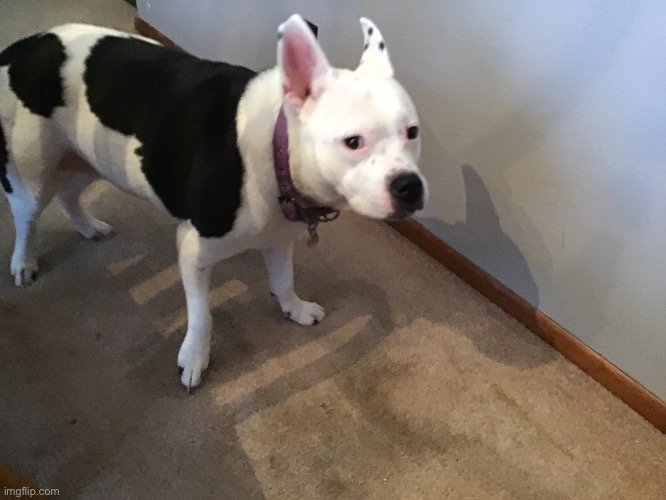 She’s camera shy lol | image tagged in grassy s puppy | made w/ Imgflip meme maker