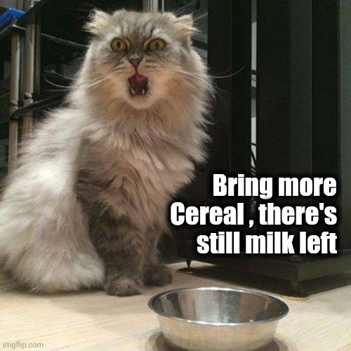 empty food bowl | Bring more
Cereal , there's
still milk left | image tagged in empty food bowl | made w/ Imgflip meme maker