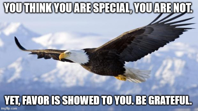 eagle | YOU THINK YOU ARE SPECIAL, YOU ARE NOT. YET, FAVOR IS SHOWED TO YOU. BE GRATEFUL. | image tagged in eagle | made w/ Imgflip meme maker