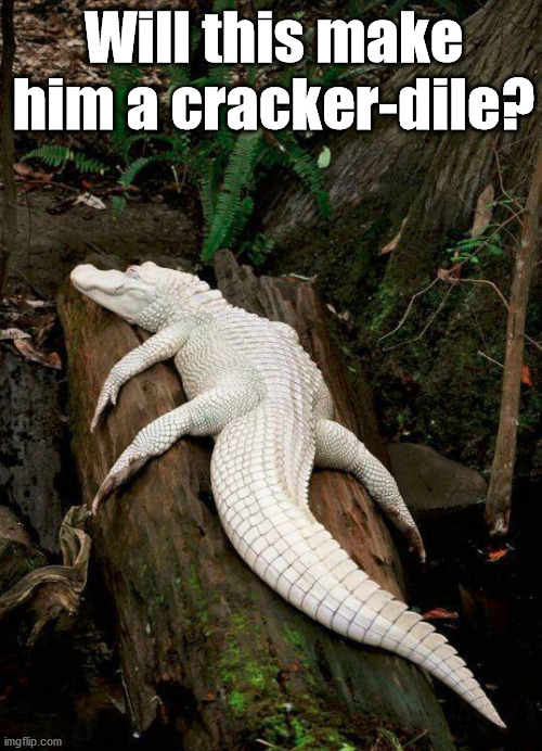 Will this make him a cracker-dile? | made w/ Imgflip meme maker