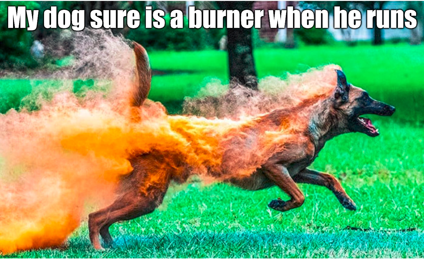 My dog sure is a burner when he runs | image tagged in dogs | made w/ Imgflip meme maker