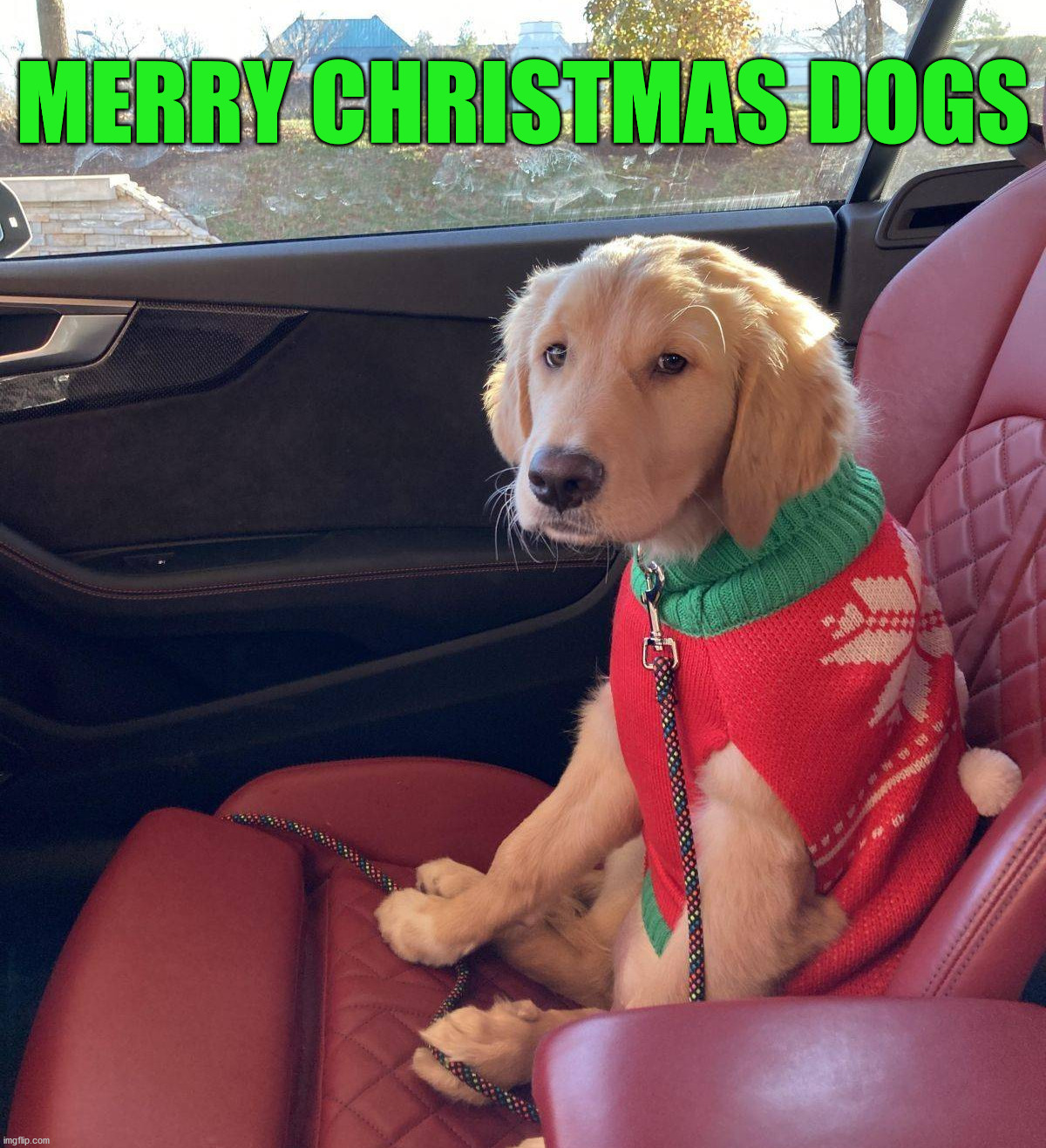 MERRY CHRISTMAS DOGS | image tagged in dogs | made w/ Imgflip meme maker