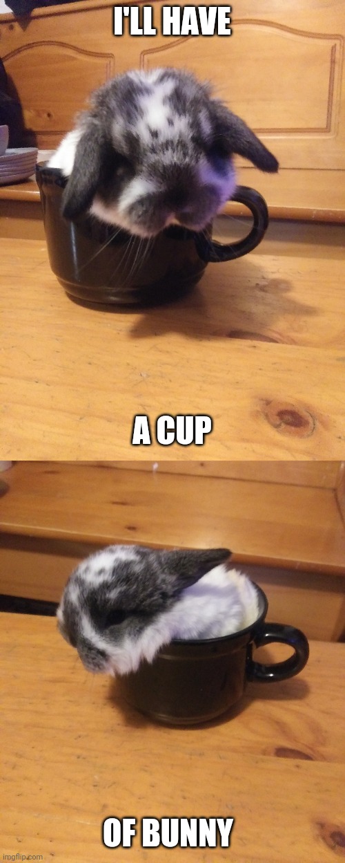 BUNNY OVERFLOW | I'LL HAVE; A CUP; OF BUNNY | image tagged in bunny,baby,rabbit | made w/ Imgflip meme maker