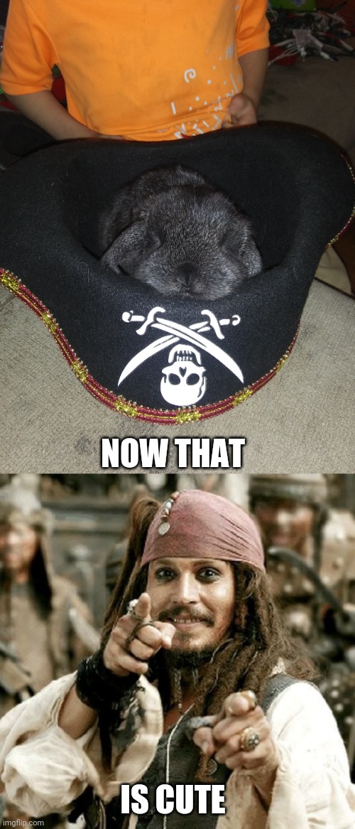 PIRATE BUNNY | NOW THAT; IS CUTE | image tagged in point jack,pirate,bunny,rabbit | made w/ Imgflip meme maker