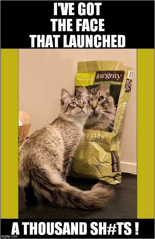Helen, The Kitty Litter Model | I'VE GOT THE FACE THAT LAUNCHED; A THOUSAND SH#TS ! | image tagged in cats,kitty litter,helen of troy | made w/ Imgflip meme maker