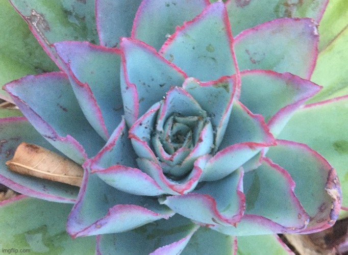 Another Succulent Plant | image tagged in succulent,plant,photo | made w/ Imgflip meme maker