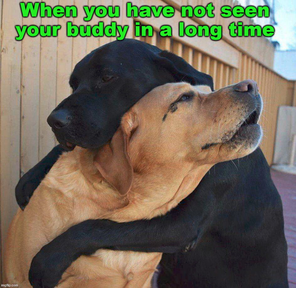 When you have not seen your buddy in a long time | image tagged in dogs | made w/ Imgflip meme maker