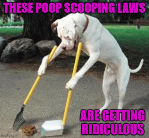 Don't be a doop...scoop your poop! | THESE POOP SCOOPING LAWS; ARE GETTING RIDICULOUS | image tagged in poop scooping,memes,dogs,animals,funny | made w/ Imgflip meme maker