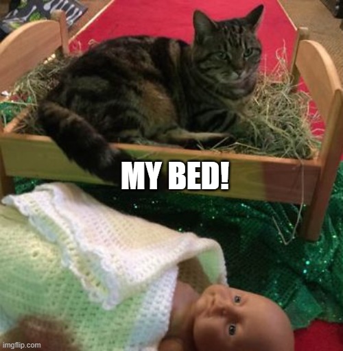 KITTY KICKED BABY JESUS TO THE CURB | MY BED! | image tagged in funny cats,cats,baby jesus,christmas | made w/ Imgflip meme maker