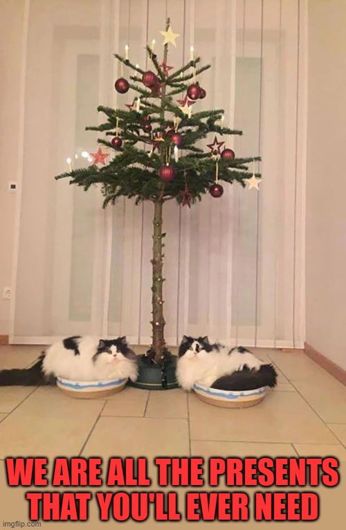 A CAT PROOF TREE | WE ARE ALL THE PRESENTS THAT YOU'LL EVER NEED | image tagged in cats,funny cats,christmas tree | made w/ Imgflip meme maker