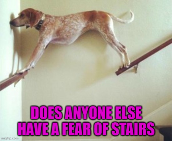 I guess it's called Bathmophobia... | DOES ANYONE ELSE HAVE A FEAR OF STAIRS | image tagged in no stairs,memes,dogs,animals,funny,bathmophobia | made w/ Imgflip meme maker