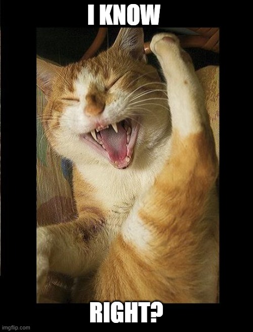 Laughing Cat | I KNOW RIGHT? | image tagged in laughing cat | made w/ Imgflip meme maker