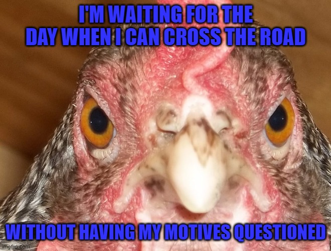 None of your business... | I'M WAITING FOR THE DAY WHEN I CAN CROSS THE ROAD; WITHOUT HAVING MY MOTIVES QUESTIONED | image tagged in angry chicken,memes,animals,funny | made w/ Imgflip meme maker