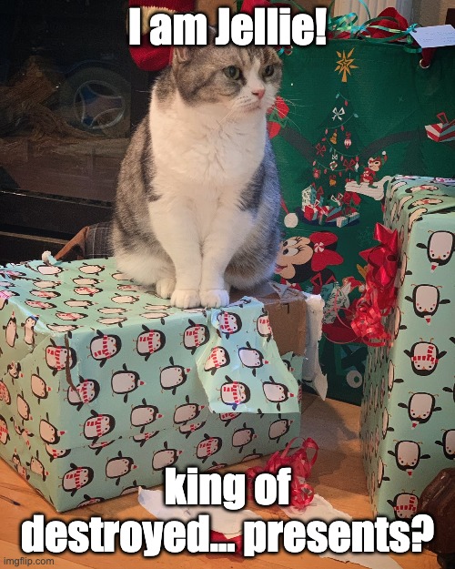 Jellie the cat | I am Jellie! king of destroyed... presents? | image tagged in jellie sitting on present | made w/ Imgflip meme maker
