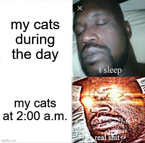 Sleeping Shaq Meme | my cats during the day; my cats at 2:00 a.m. | image tagged in memes,sleeping shaq | made w/ Imgflip meme maker