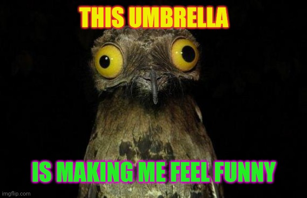 Weird Stuff I Do Potoo Meme | THIS UMBRELLA IS MAKING ME FEEL FUNNY | image tagged in memes,weird stuff i do potoo | made w/ Imgflip meme maker