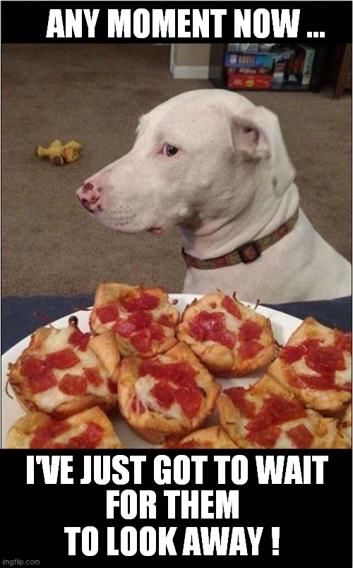 Doggy Obedience Tested | ANY MOMENT NOW ... FOR THEM TO LOOK AWAY ! I'VE JUST GOT TO WAIT | image tagged in fun,dogs,stealing,food | made w/ Imgflip meme maker