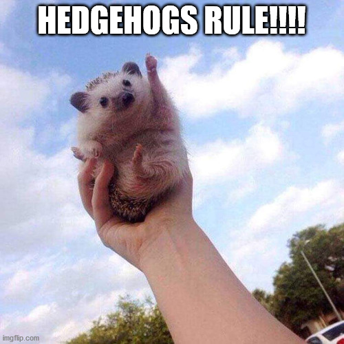 Motivational Hedgehog is Motivational | HEDGEHOGS RULE!!!! | image tagged in motivational hedgehog is motivational | made w/ Imgflip meme maker