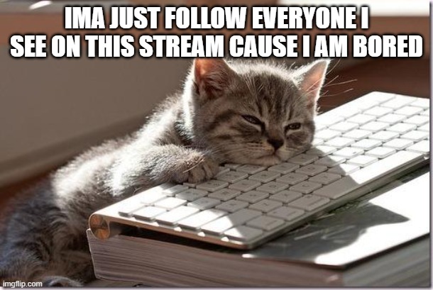 Bored Keyboard Cat | IMA JUST FOLLOW EVERYONE I SEE ON THIS STREAM CAUSE I AM BORED | image tagged in bored keyboard cat | made w/ Imgflip meme maker