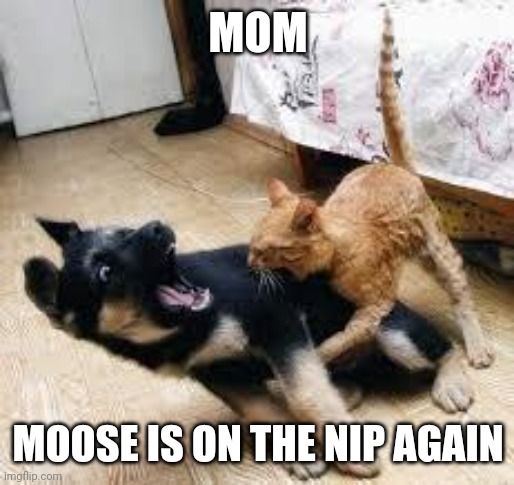 Where's that catnip dealer | MOM; MOOSE IS ON THE NIP AGAIN | image tagged in cat dog fight,drugs cat | made w/ Imgflip meme maker