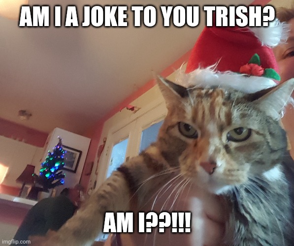 Am I a joke | AM I A JOKE TO YOU TRISH? AM I??!!! | image tagged in cat,christmas | made w/ Imgflip meme maker
